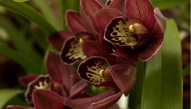 Cymbidium